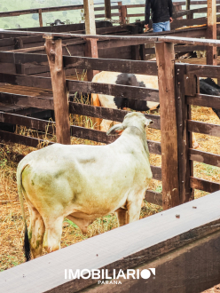 Chácara para  Venda em Boa Vista da Aparecida pela Ramiro e Sonsin negócios imobiliários