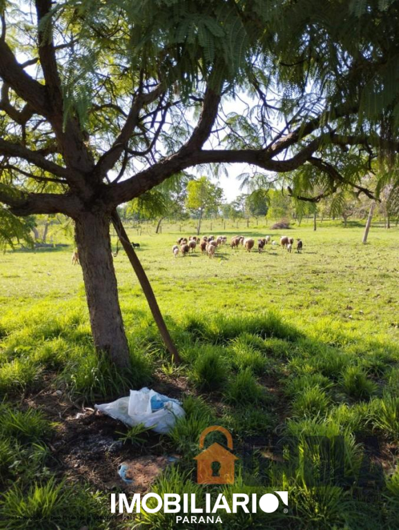 Propriedade Rural para  Venda em Pedro Gomes pela Grola Negócios Imobiliários