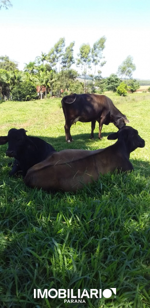 Venda Chácara de Lazer - Vila Teixeira