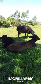 Chácara De Lazer para  venda em Vila Teixeira, Campo Mourão, 36.300,00m²